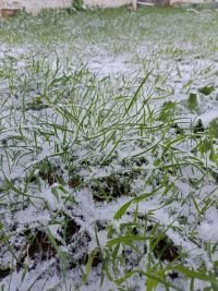 Как заморозки в начале мая могут отразиться на всходах сельхозкультур