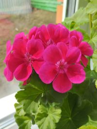 Колагың сызласа, ярангөл яфрагы ярдәм итә