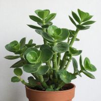 Каланхоэ чәчәк атсын өчен нишләргә?