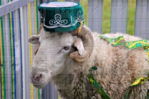 Корбан сарыгыннан шашлык пешерергә ярыймы?