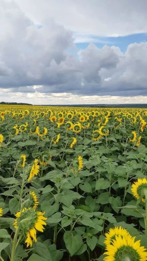 Татарстанга кабат яшенле яңгыр якынлаша
