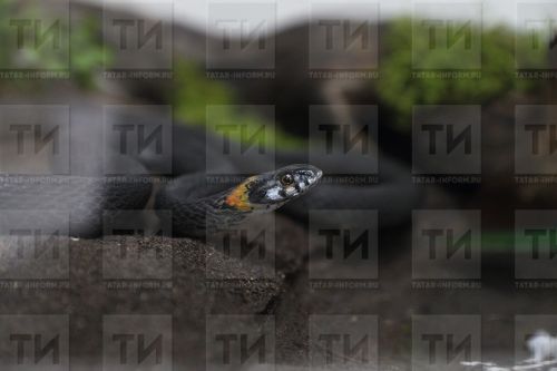 Елан чакса нишләргә
