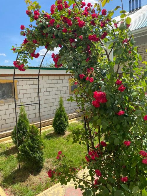 Теләчедән Фәния Габдулхаковнаның  чәчәкләре