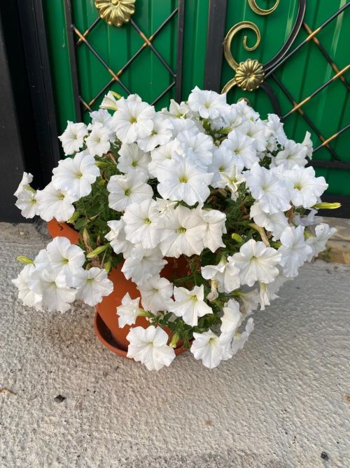Теләчедән Фәния Габдулхаковнаның  чәчәкләре