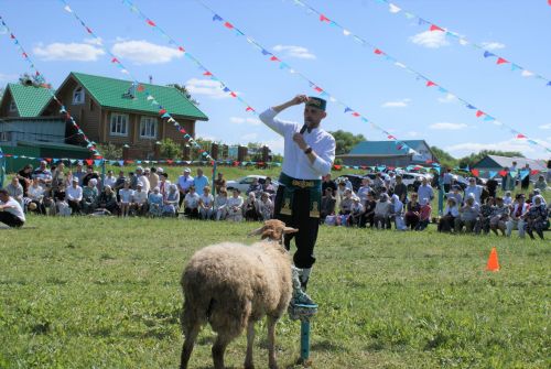 Кече Кибәхуҗада узган сабан туе батыры билгеле