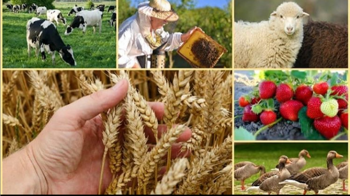 Татарстан Республикасы Авыл хуҗалыгы һәм азык-төлек министрлыгы гаилә фермаларын үстерү программасы буенча КФХ сайлап алуны игълан итә