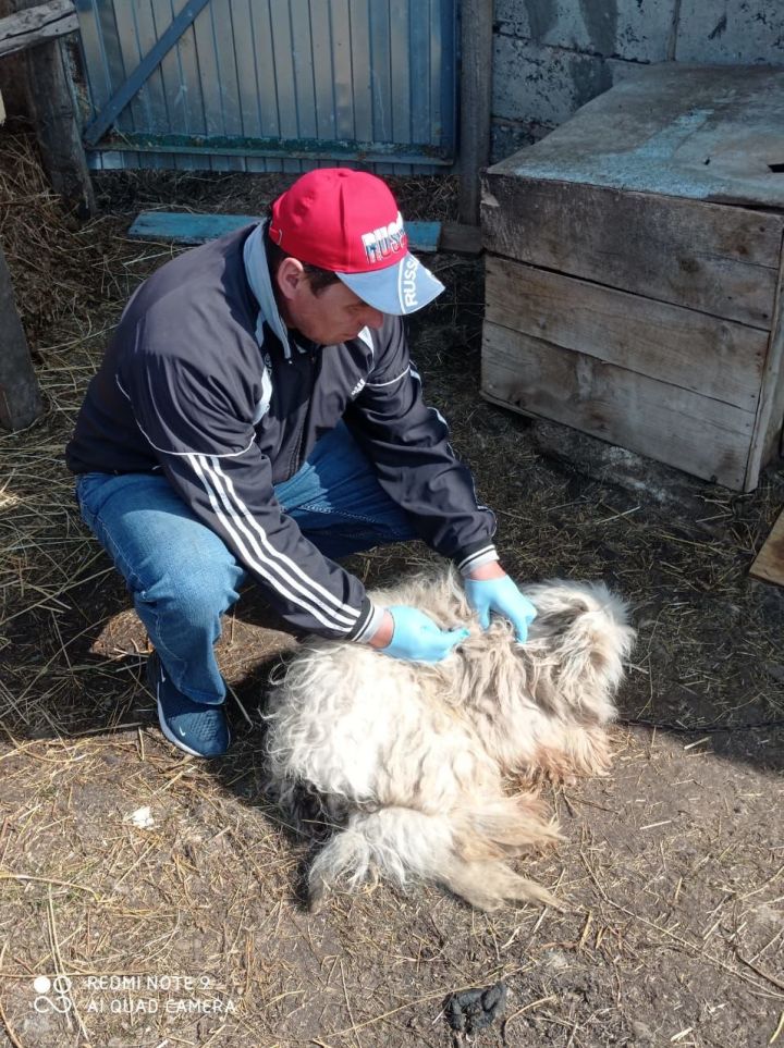 Дәүләт ветеринария учреждениеләрендә котыру авыруыннан бушлай вакцина ясыйлар