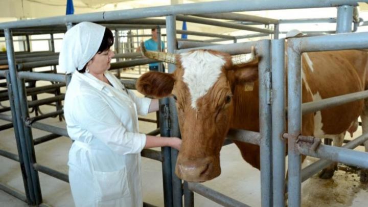 Татарстанда беренче мәртәбә Зоотехник-селекционерларның бөтенросссия конкурсы узачак