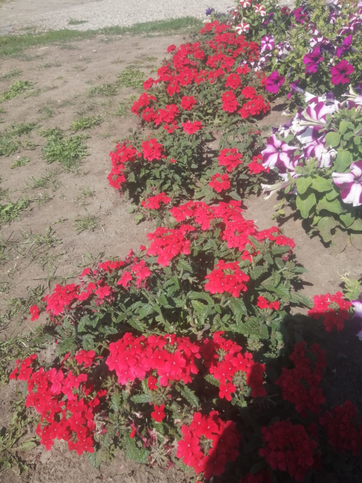 Районда территорияләрне төзекләндерү һәм яшелләндерү буенча бәйге бара