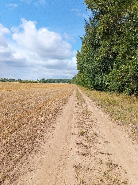 Татарстанда илкүләм проект буенча 1200 гектар мәйданда урманнар торгызылачак