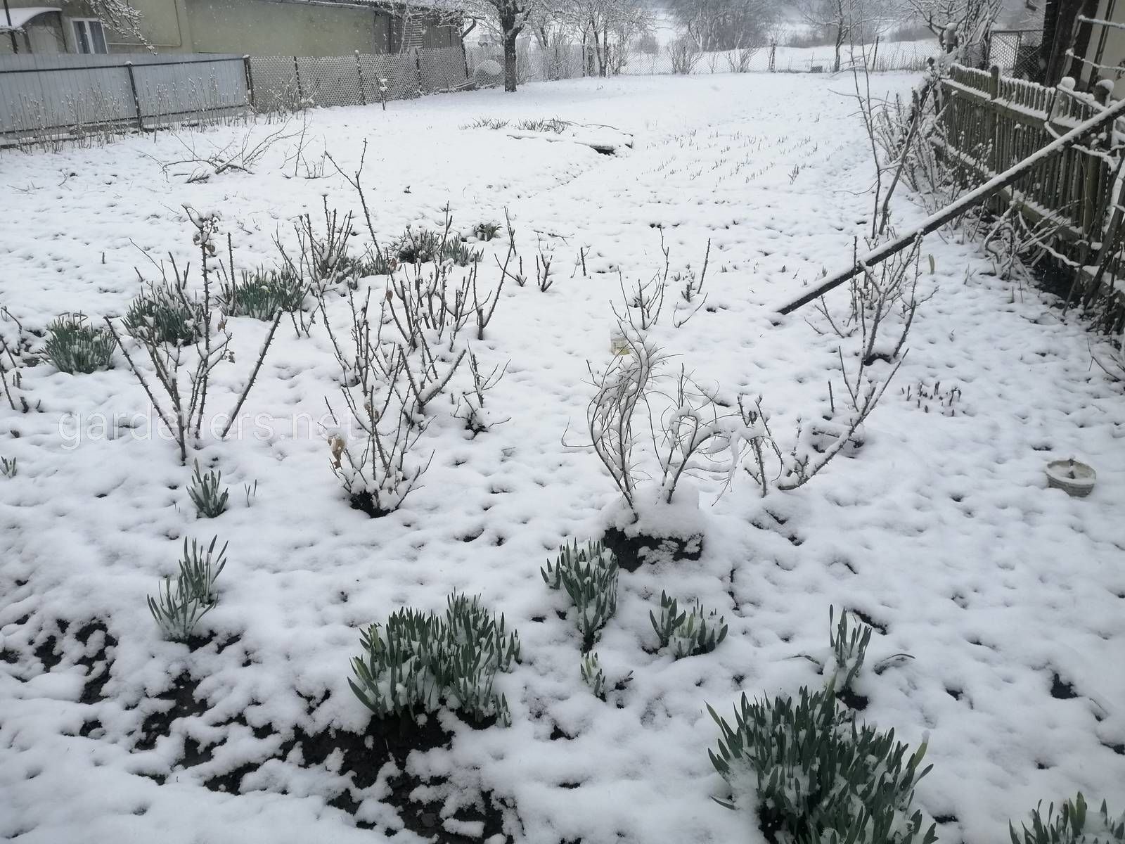 Садик апрель. Сад в апреле. Картинки сад в апреле. Снег в селе Дубовка зима. Синасадом апреля.