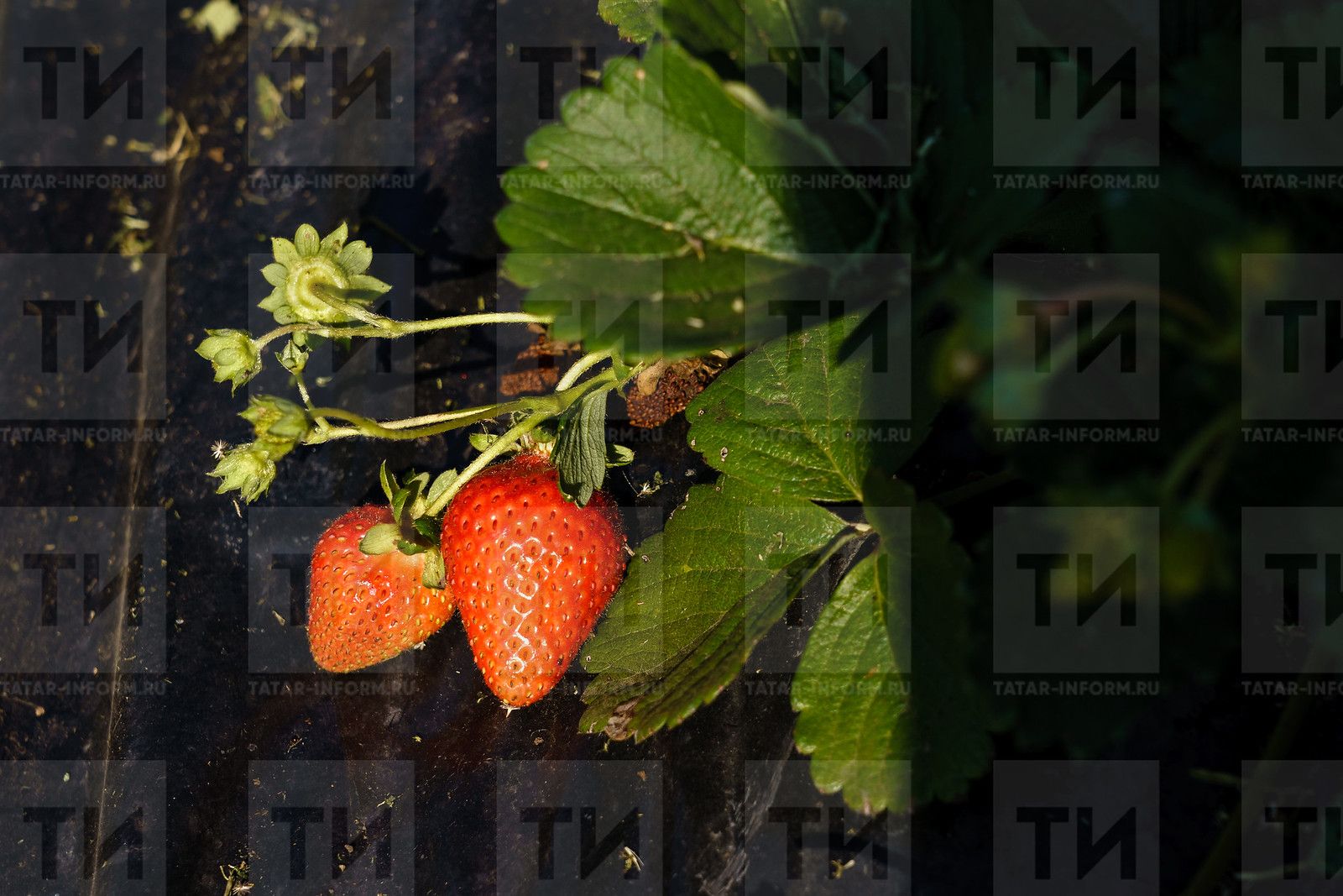 Бакча җиләге турында