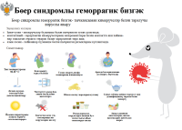 Бөер синдромы (ГЛПС) белән геморрагик бизгәкне профилактикалау чаралары турында искә төшерәбез