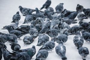 Халык синоптигы Салих Шәрипов, әле тагын бер кат суытып алачак, ди