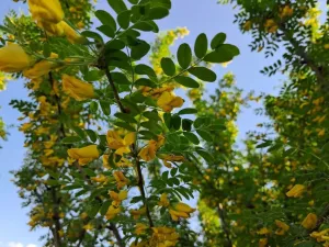 Татарстан Республикасы көне быел ял көне булмаячак