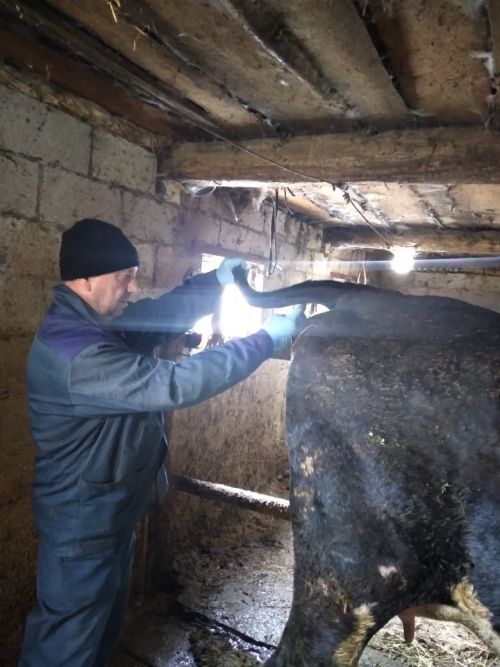 Ветеринария хезмәткәрләре прививкалар ясау белән мәшгуль