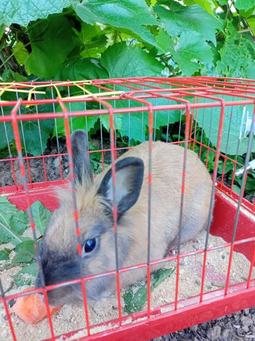 Йорт хайваннарын тоту һәм урамда йөртүнең яңа кагыйдәләре расланды