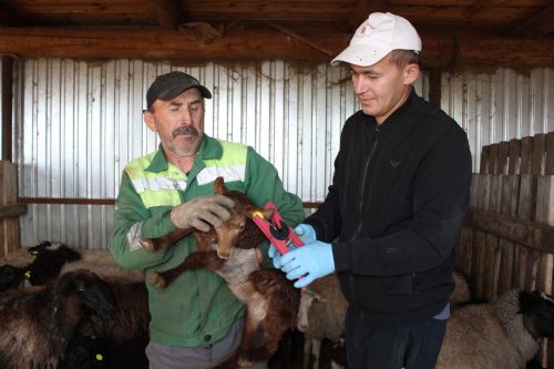 Сарыклар исәпкә алына