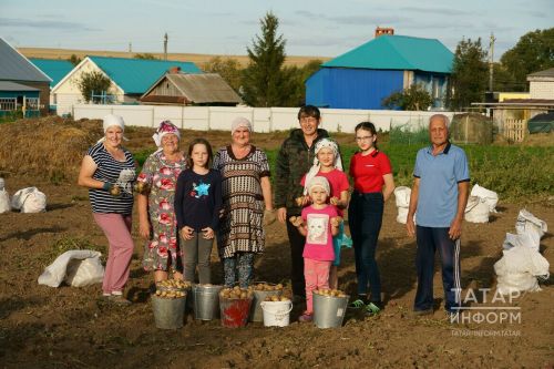 «Мәшәкатьсез» Олы Кибәхуҗа авылы бәрәңге бакчасыннан репортаж