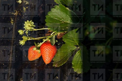 Бакча җиләге турында