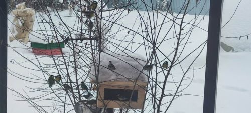 «Кошлар өчен тырышыйк» акциясенә кушылырга чакырабыз