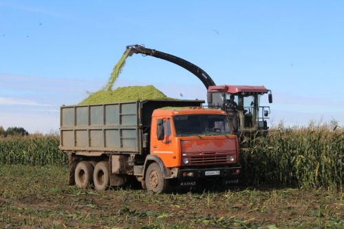 Кукуруз уралар, көнбагыш җыялар