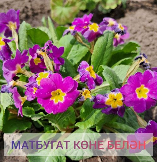 Матбугат көне белән!