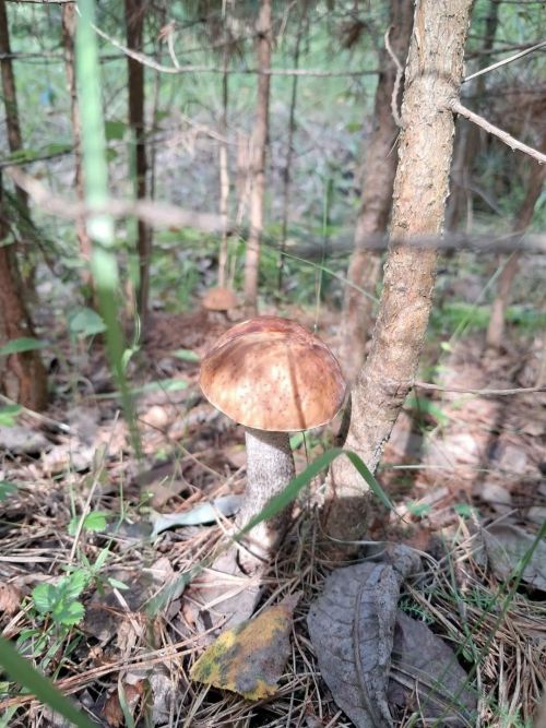 Гөмбә маринадлыйбыз