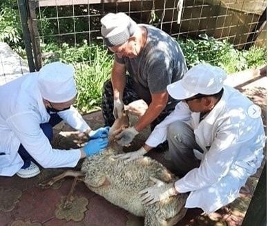 Корбан чалыйм дисәң...