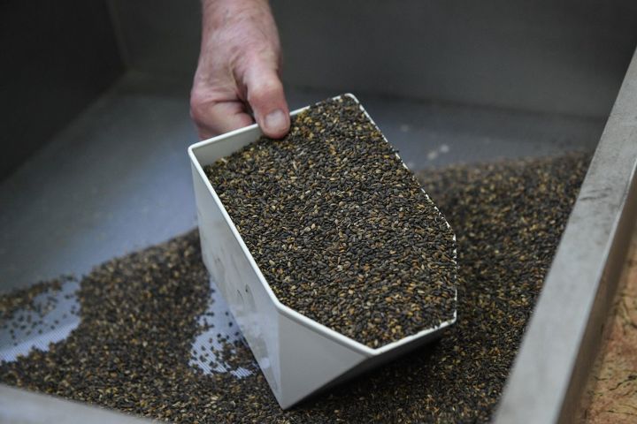 В Татарстане по нацпроекту «Экология»собрали 472 кг семян хвойных пород