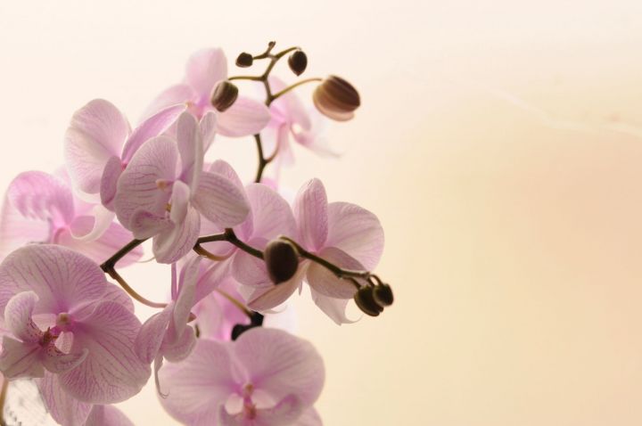 Орхидея  тәрбияләү буенча КИҢӘШЛӘР
