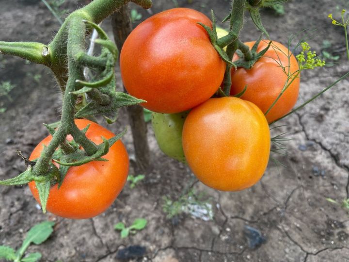 Теплицаны кышка ничек әзерләп калдырырга?