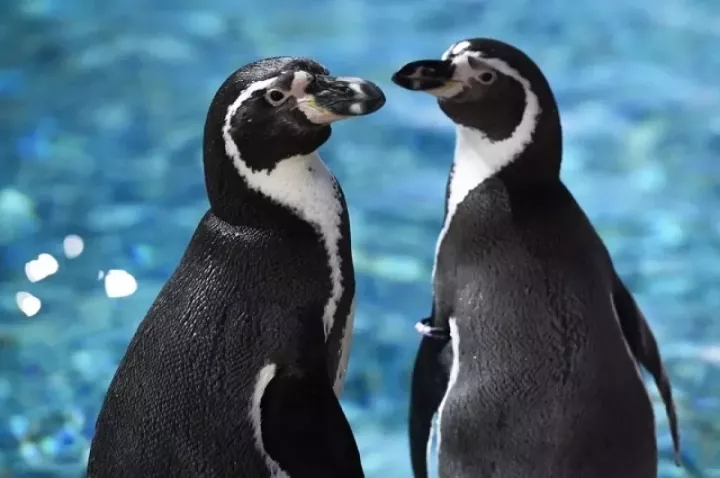 Океанариумга кызыл китапка кергән өч  пингвин китерделәр