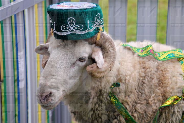 Корбан сарыгыннан шашлык пешерергә ярыймы?