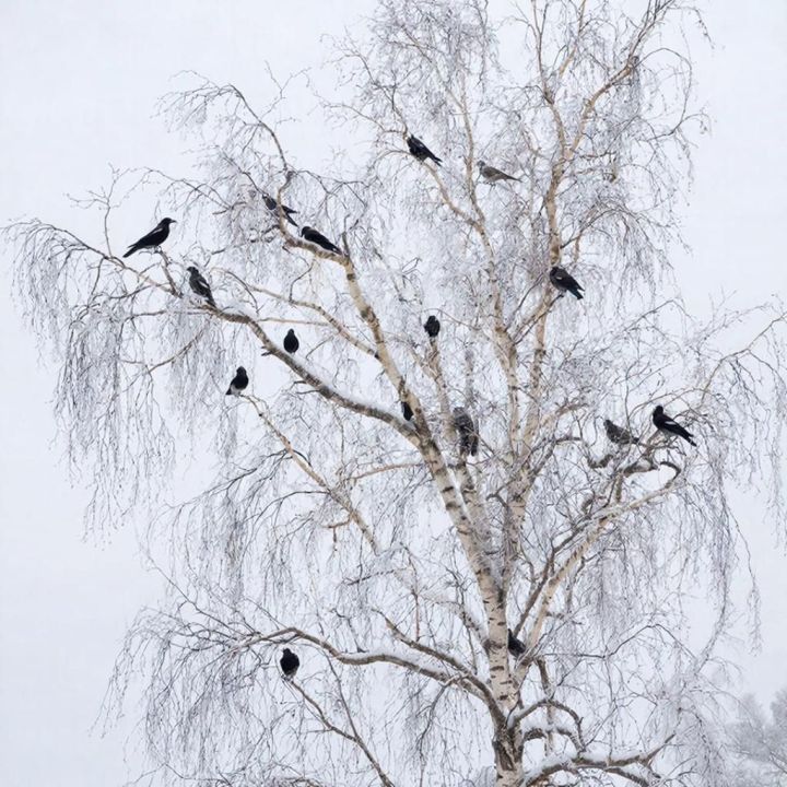 Кара каргалар килгән