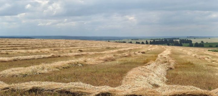 Урып -  жыю эшләре   якынлаша